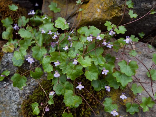 LINARIA CYMBALARIA FLOWER/LEAF/STEM EXTRACT 대표 사진