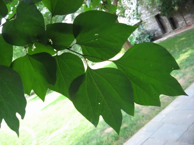 LINDERA OBTUSILOBA BRANCH/STEM OIL 대표 사진