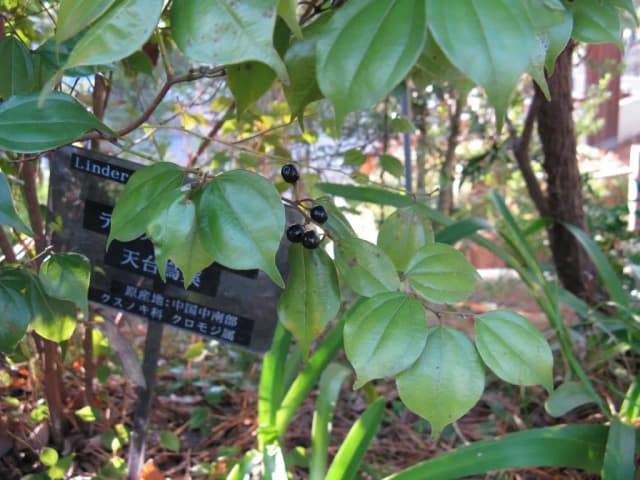 LINDERA STRYCHNIFOLIA LEAF EXTRACT 대표 사진