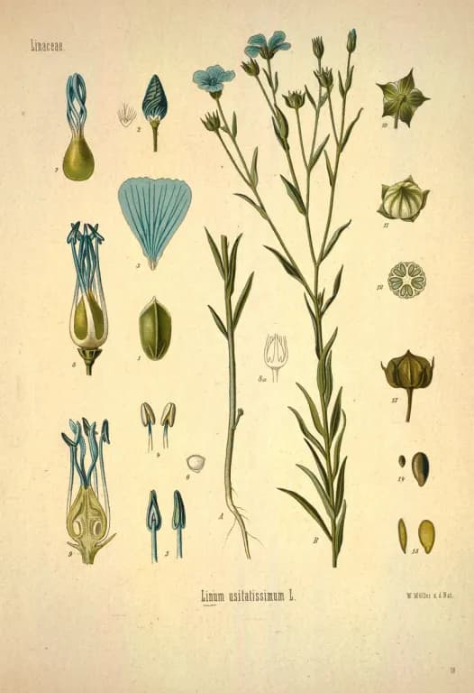 LINUM USITATISSIMUM SEED POLYSACCHARIDE 대표 사진