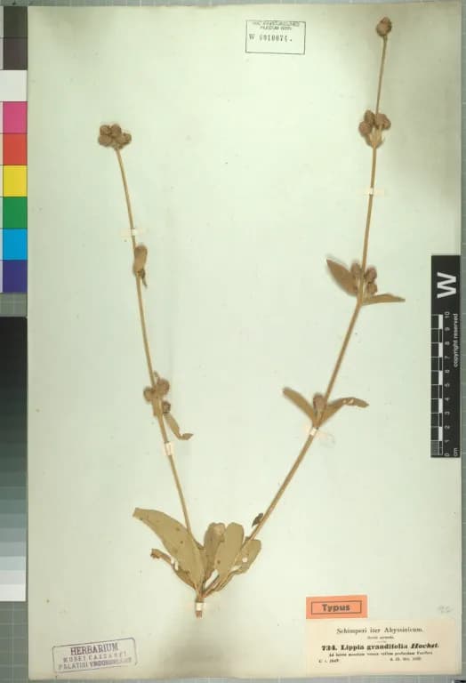 LIPPIA ADOENSIS LEAF OIL 대표 사진