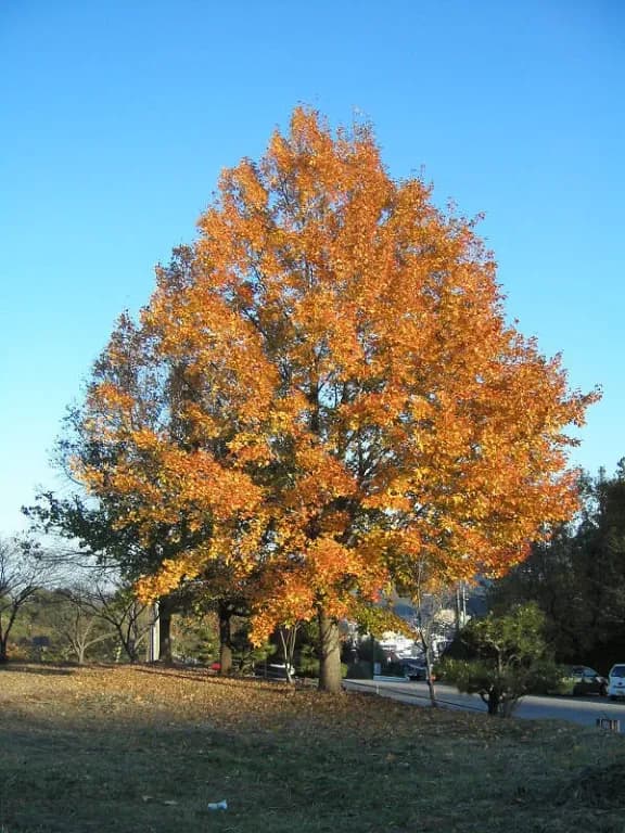 LIQUIDAMBAR FORMOSANA RESIN OIL 대표 사진