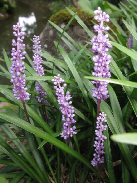 LIRIOPE MUSCARI ROOT EXTRACT 대표 사진