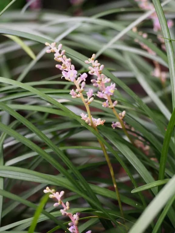 LIRIOPE SPICATA ROOT EXTRACT 대표 사진