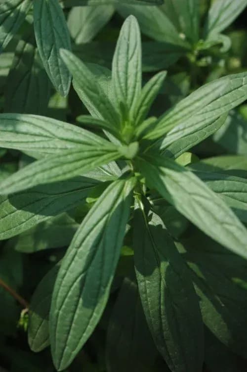 LITHOSPERMUM ERYTHRORHIZON CALLUS EXTRACT 대표 사진