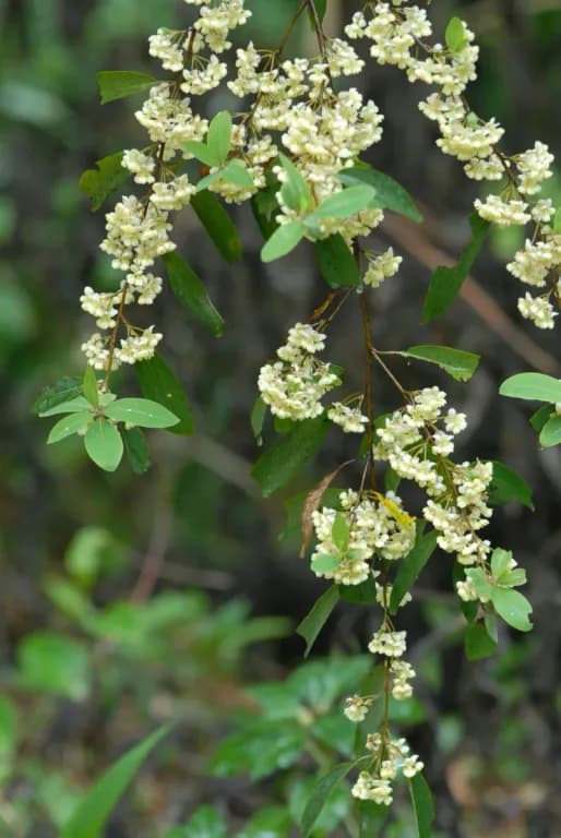 LITSEA CUBEBA LEAF OIL 대표 사진