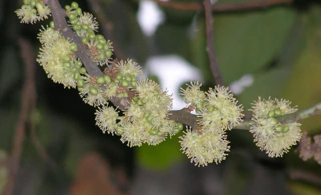 LITSEA POLYANTHA LEAF EXTRACT 대표 사진