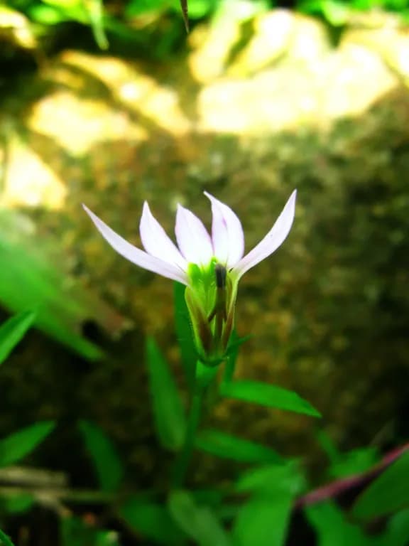 LOBELIA CHINENSIS EXTRACT 대표 사진