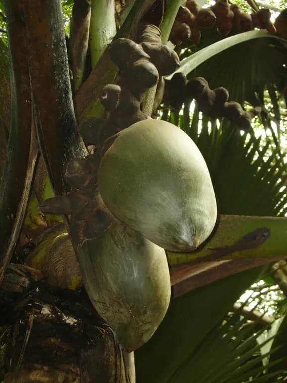 LODOICEA MALDIVICA FRUIT EXTRACT 대표 사진