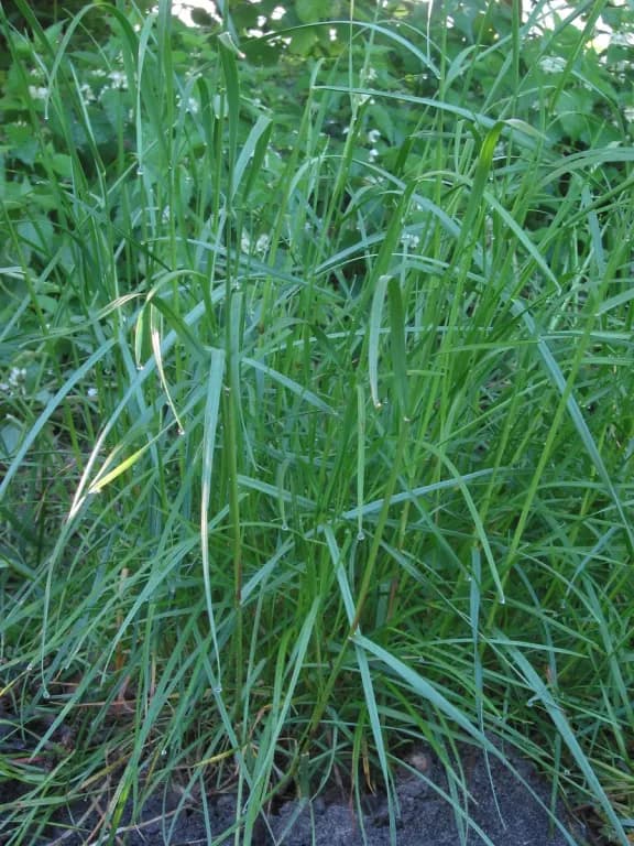LOLIUM PERENNE FLOWER EXTRACT 대표 사진