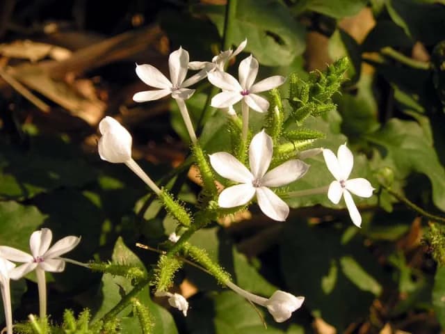 PLUMBAGO ZEYLANICA FLOWER EXTRACT 대표 사진