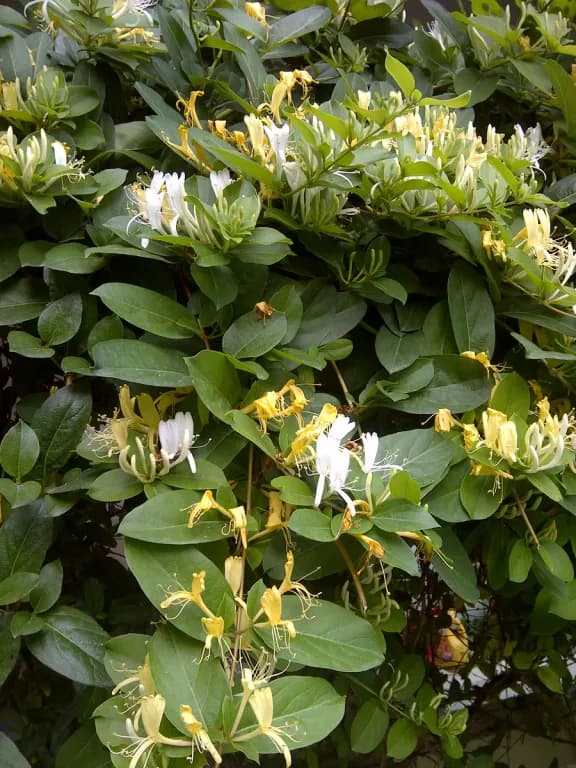 LONICERA JAPONICA STEM EXTRACT 대표 사진