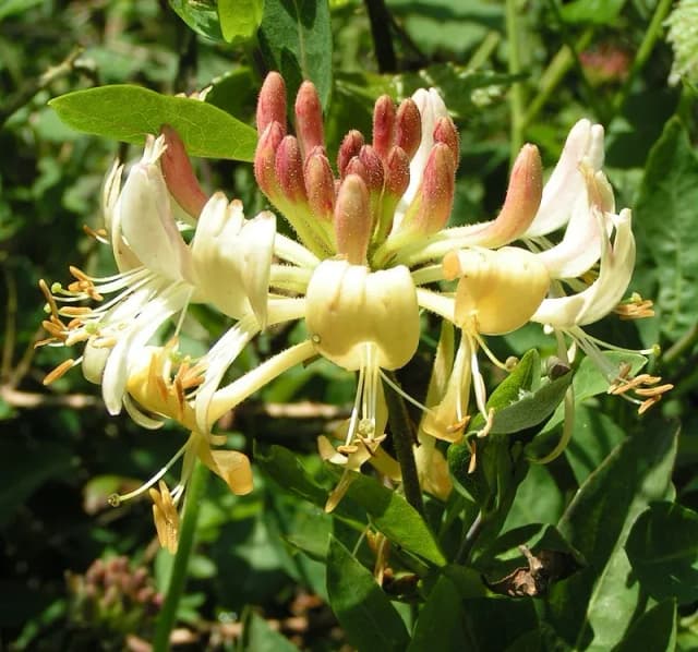 LONICERA PERICLYMENUM CALLUS CULTURE EXTRACT 대표 사진