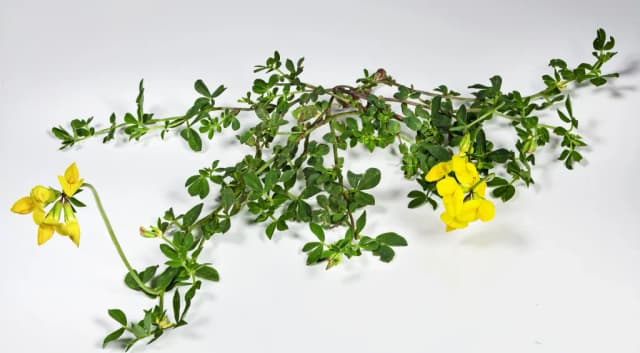 LOTUS CORNICULATUS LEAF/STEM EXTRACT 대표 사진