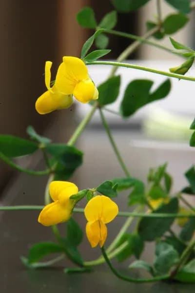 LOTUS JAPONICUS SOMATIC EMBRYO EXTRACT 대표 사진