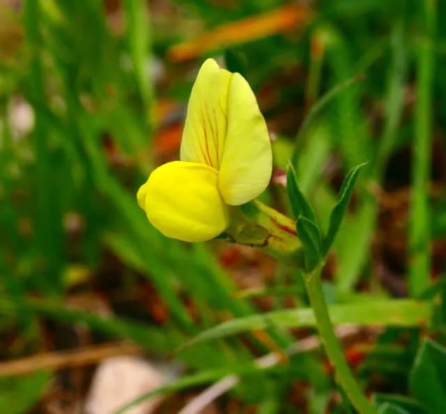 LOTUS MARITIMUS FLOWER/LEAF/STEM EXTRACT 대표 사진
