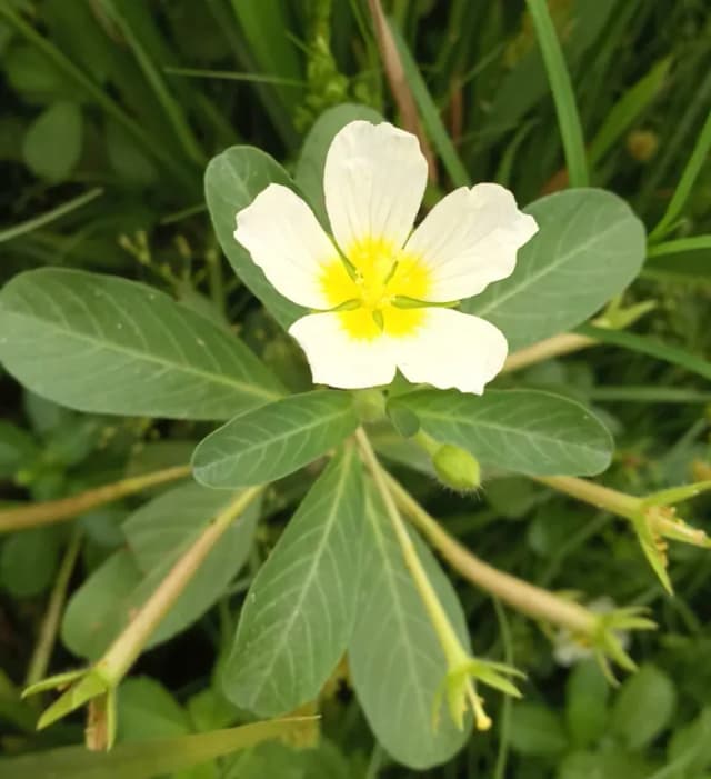 LUDWIGIA ADSCENDENS EXTRACT 대표 사진