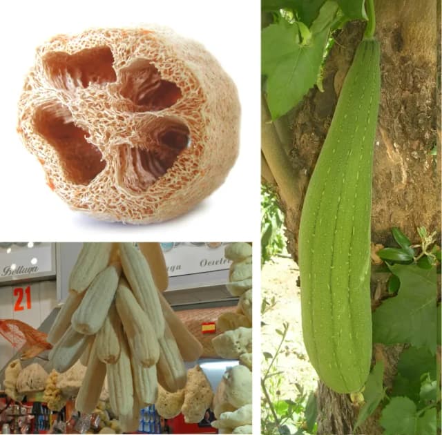 LUFFA CYLINDRICA FRUIT/DAUCUS CAROTA SATIVA ROOT/CUCUMIS SATIVUS FRUIT EXTRACT 대표 사진