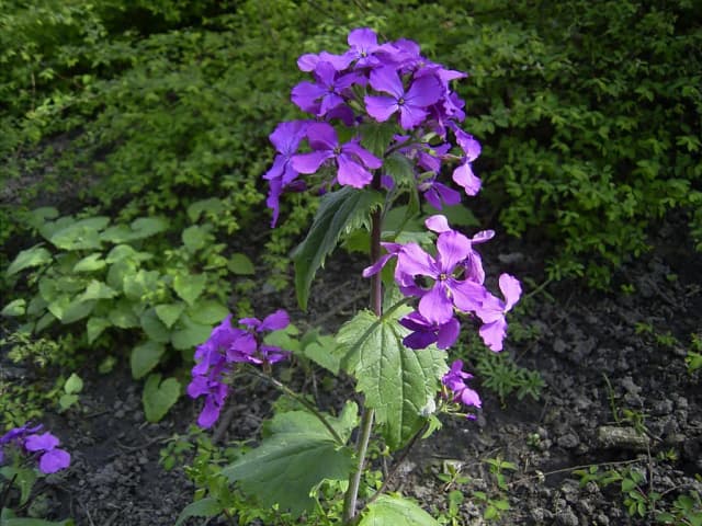 LUNARIA ANNUA SEED OIL 대표 사진