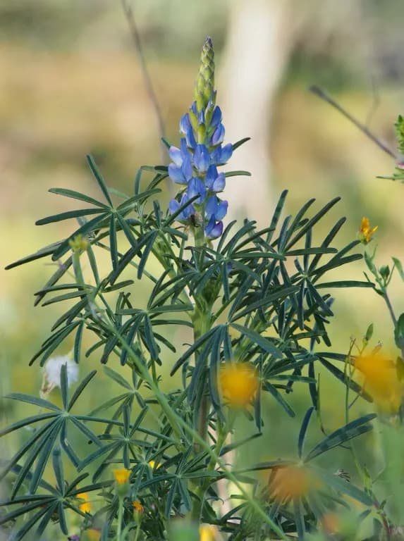 LUPINUS ANGUSTIFOLIUS SEED OIL 대표 사진
