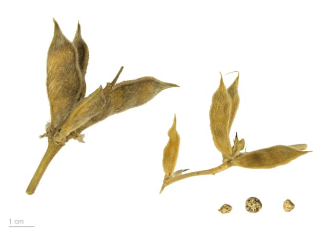 LUPINUS LUTEUS SEED EXTRACT 대표 사진