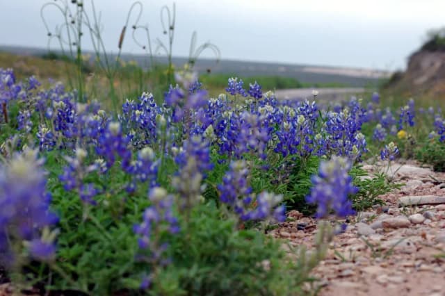 LUPINUS SUBCARNOSUS SYMBIOSOME EXTRACT 대표 사진