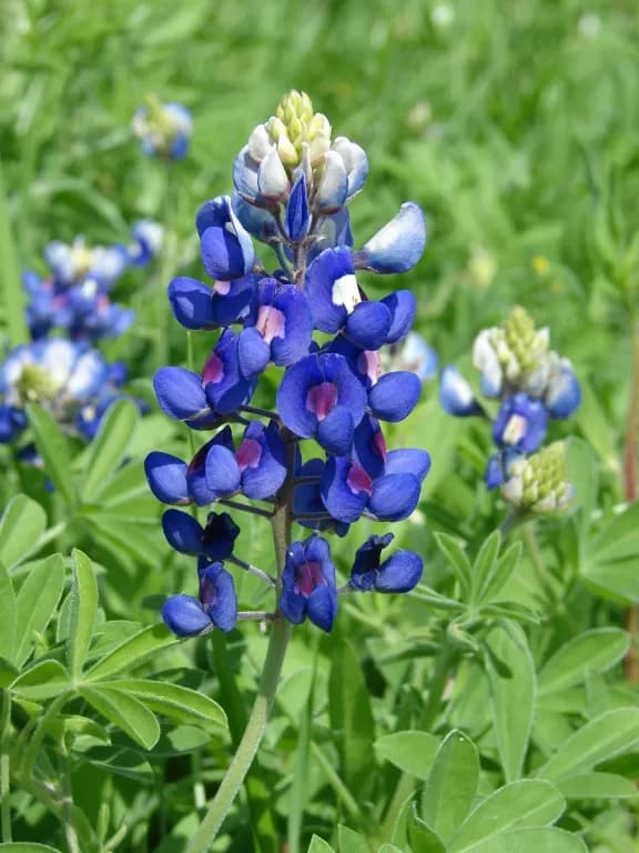 LUPINUS TEXENSIS SEED EXTRACT 대표 사진