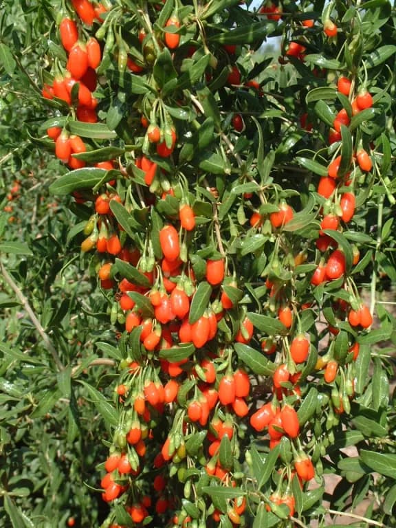 LYCIUM BARBARUM CALLUS LYSATE EXTRACT 대표 사진