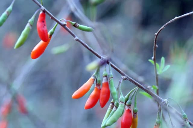 LYCIUM CHINENSE FRUIT/(ANGELICA DAHURICA/REHMANNIA GLUTINOSA/SCUTELLARIA BAICALENSIS) ROOT EXTRACT 대표 사진