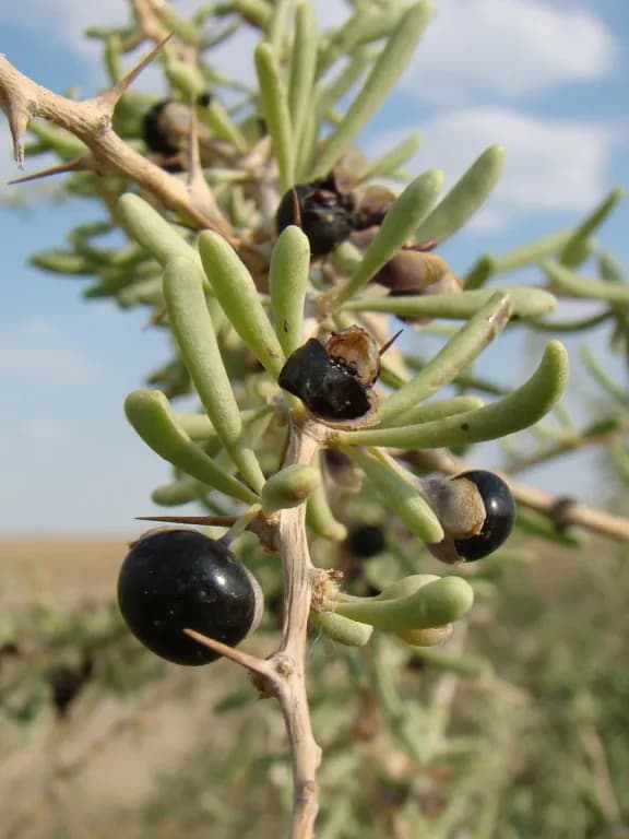 LYCIUM RUTHENICUM EXTRACT 대표 사진