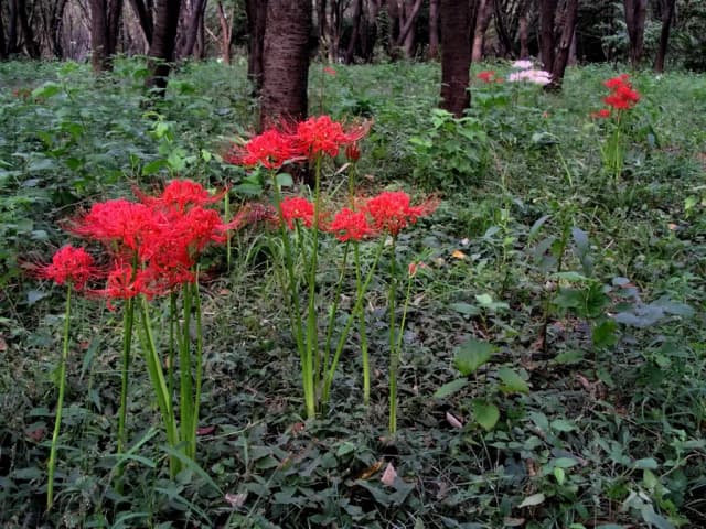 LYCORIS RADIATA EXTRACT 대표 사진