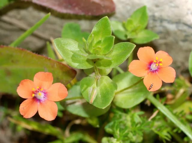 LYSIMACHIA ARVENSIS EXTRACT 대표 사진