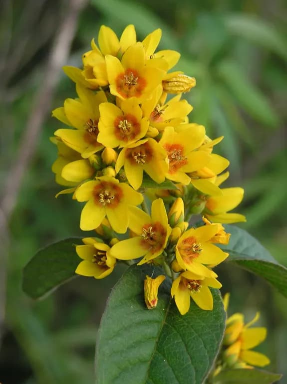 LYSIMACHIA VULGARIS EXTRACT 대표 사진