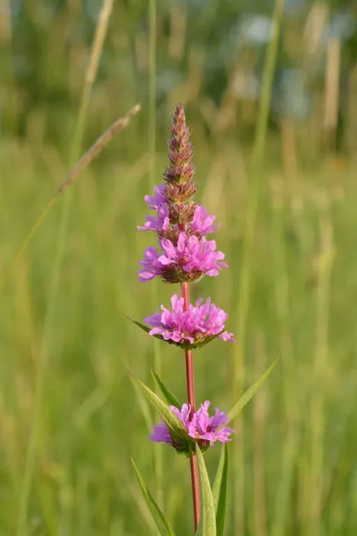 LYTHRUM SALICARIA FLOWER/LEAF/STEM EXTRACT 대표 사진