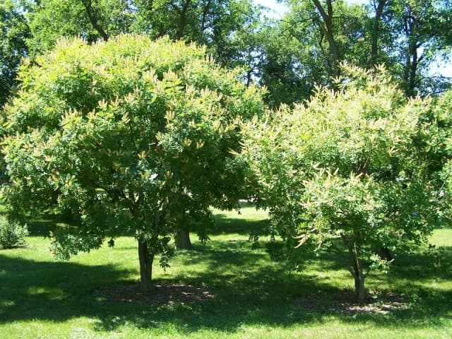 MAACKIA AMURENSIS BRANCH EXTRACT 대표 사진