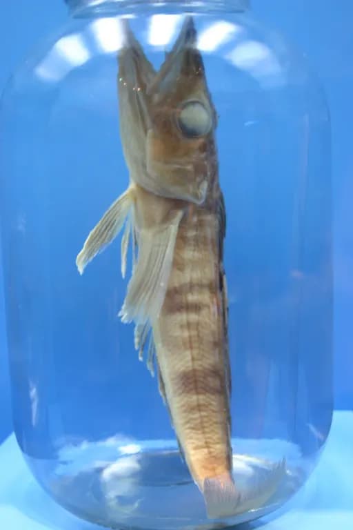 MACKEREL ICEFISH EXTRACT 대표 사진