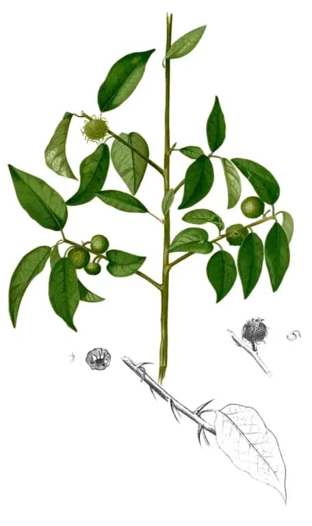 MACLURA COCHINCHINENSIS LEAF PRENYLFLAVONOIDS 대표 사진