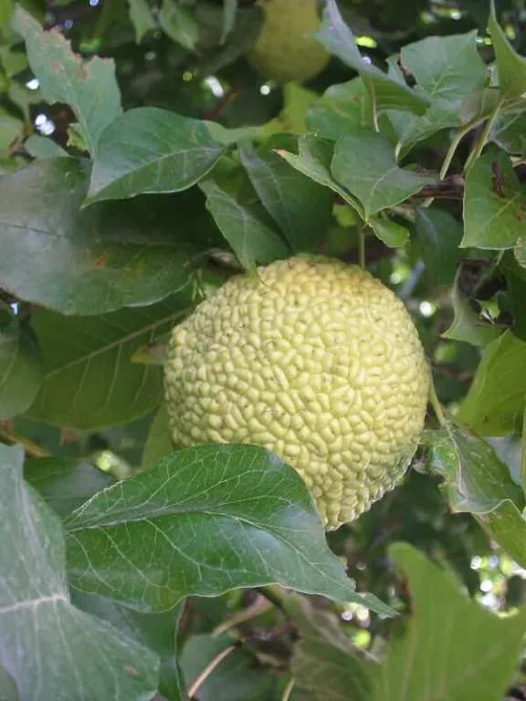 MACLURA POMIFERA SEED OIL 대표 사진