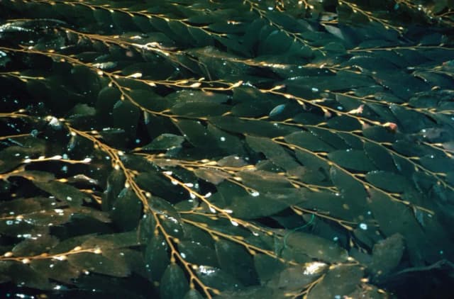 MACROCYSTIS PYRIFERA WATER 대표 사진