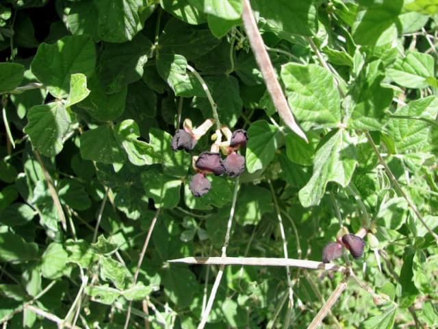 MACROPTILIUM ATROPURPUREUM FLOWER/LEAF/STEM EXTRACT 대표 사진