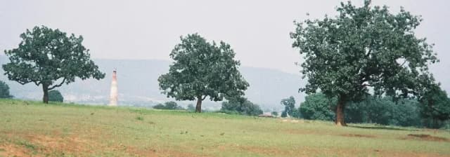 MADHUCA LONGIFOLIA SEED OIL 대표 사진