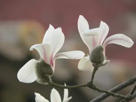 MAGNOLIA DENUDATA BUD EXTRACT 대표 사진