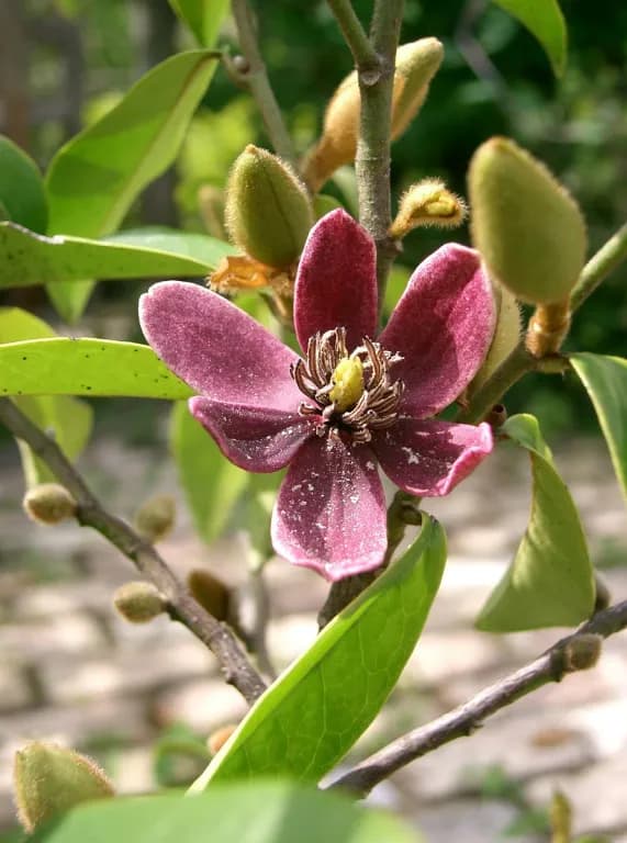 MAGNOLIA FIGO FLOWER EXTRACT 대표 사진