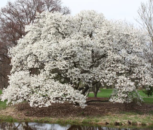 MAGNOLIA KOBUS PHYTOPLACENTA EXTRACT 대표 사진