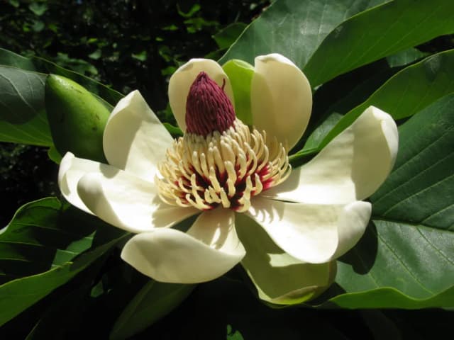MAGNOLIA OBOVATA FRUIT EXTRACT 대표 사진