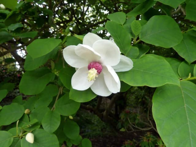 MAGNOLIA SIEBOLDII FLOWER OIL 대표 사진