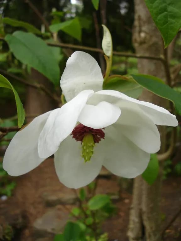 MAGNOLIA WILSONII CALLUS EXTRACT 대표 사진