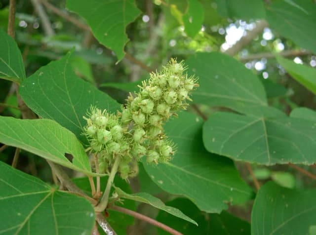 MALLOTUS JAPONICUS FLOWER OIL 대표 사진