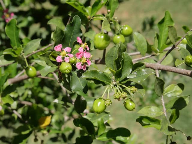 MALPIGHIA PUNICIFOLIA FRUIT EXTRACT 대표 사진