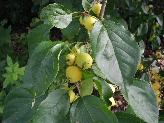MALUS BACCATA PHYTOPLACENTA CULTURE EXTRACT 대표 사진